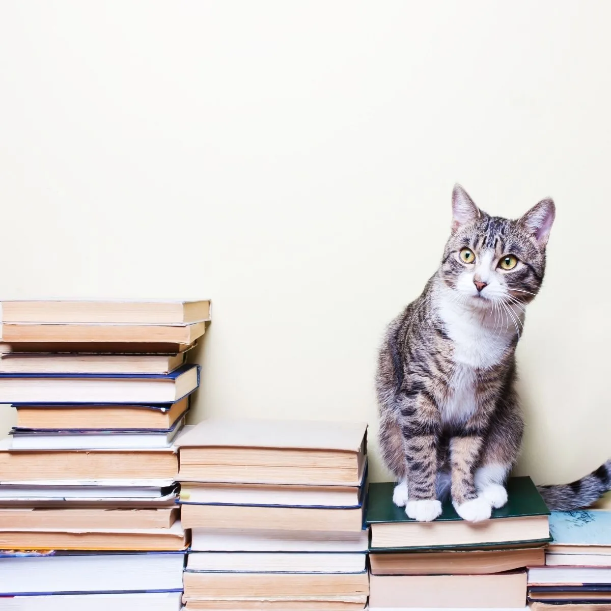 500 Famous Literary Cat Names for Your Pet 2023